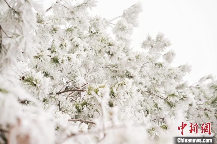 广西山区2025年第一场雪美如画卷